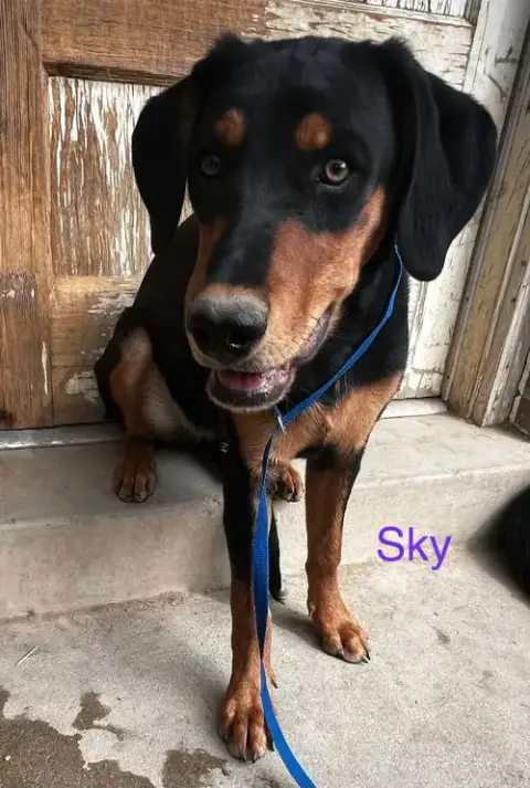 Sky Adopt Or Foster