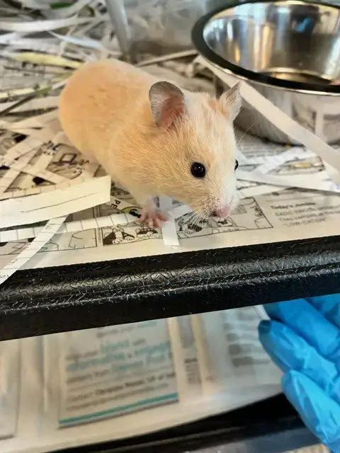 *Nova
