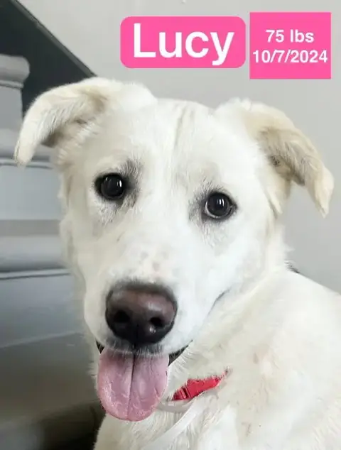Lucy photo 2