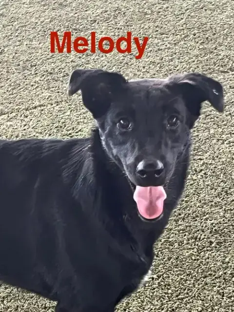 Melody