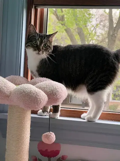 Gizmo