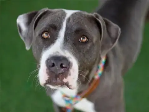 Hazel