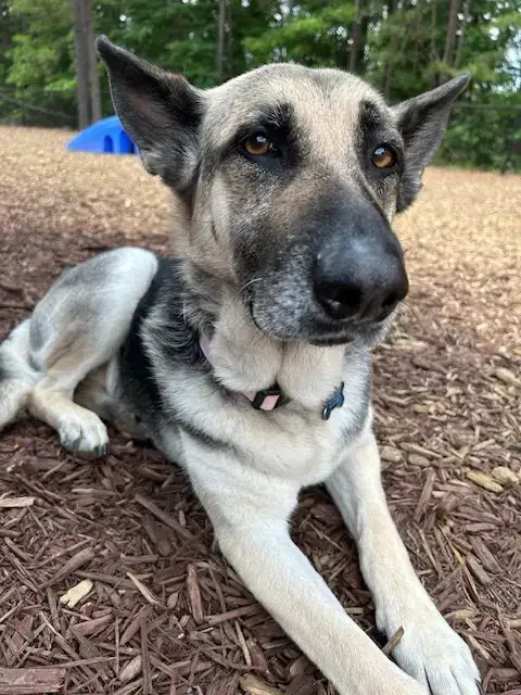 Maggie