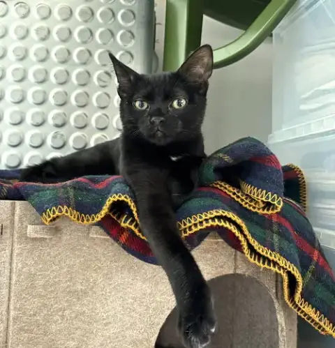 Peppercorn