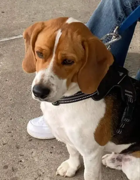 Boomer *Currently Unavailable* photo 2