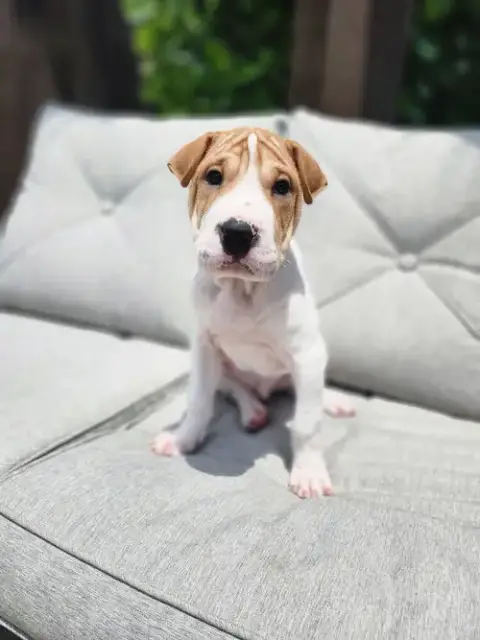 Han Solo