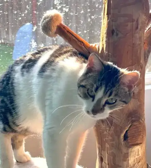Prissy