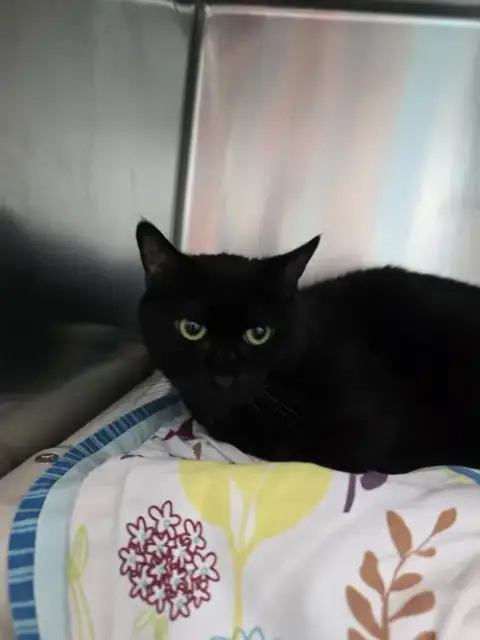 Kittie Nyx
