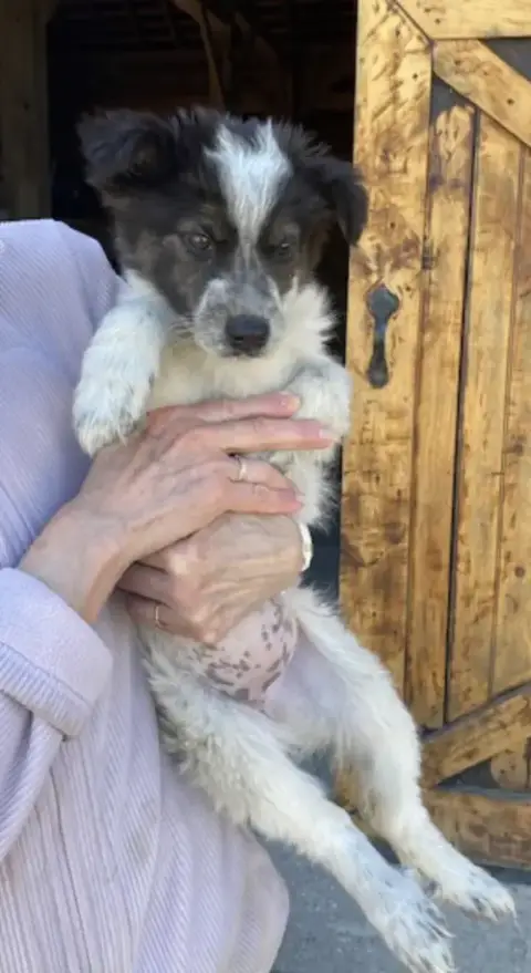Border Collie Puppy F photo 3
