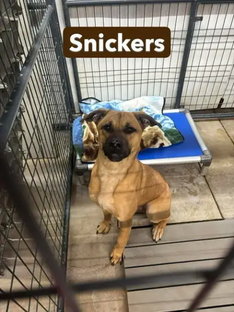 Snickers photo 3