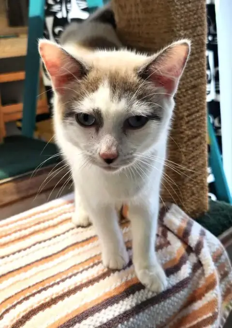 Meatball