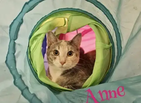 Anne photo 4