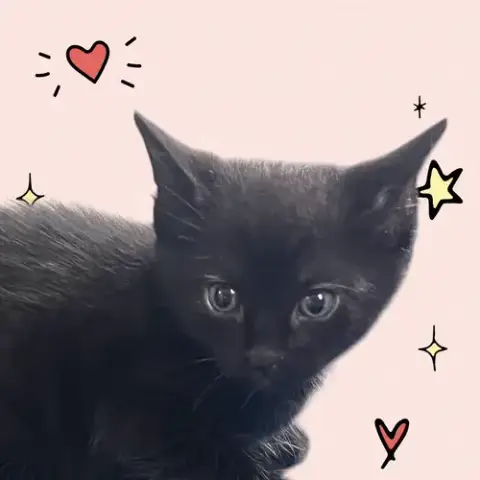 Momma Honey'S Litter: Pumpernickel