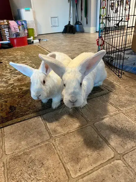 Moki & Darby photo 4