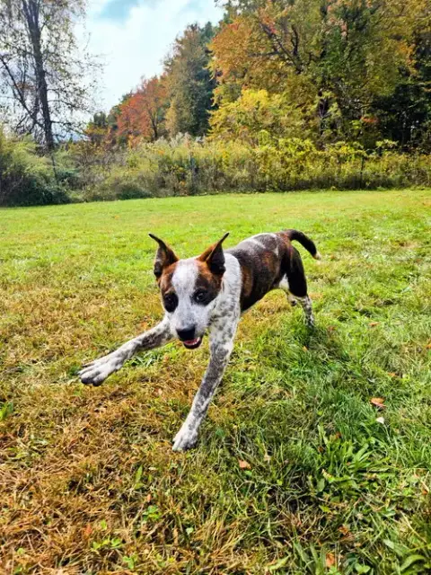 Dewey photo 3