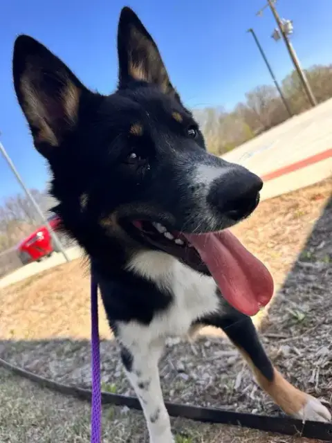 Oreo photo 4