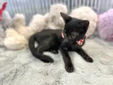 Jiji photo 4