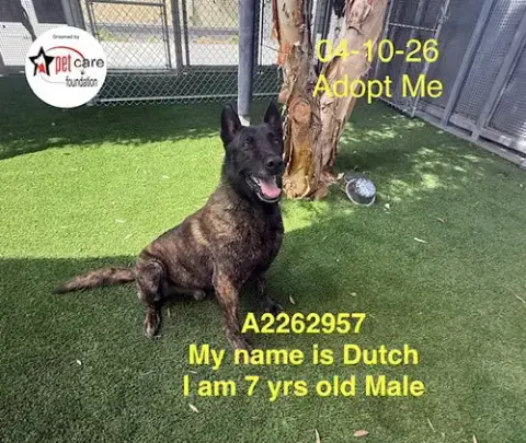 Dutch