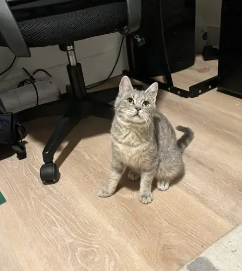 Cleo Kitten