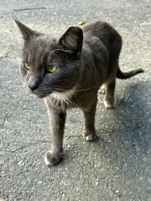Pawpaw