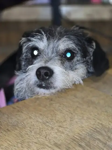 Ariel- Scruffy Cutie photo 2