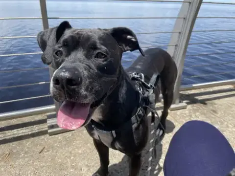 Rosie photo 4