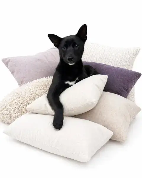 *Onyx