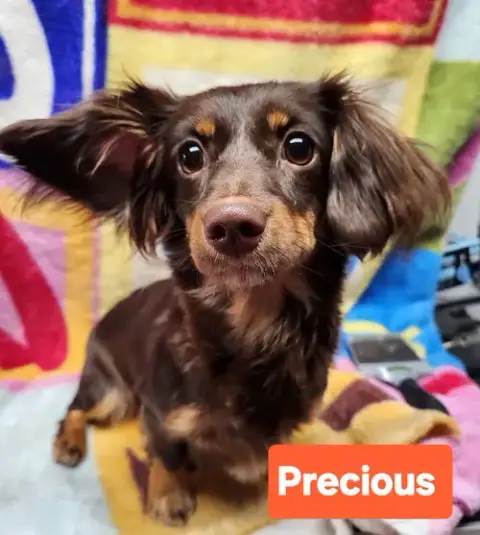 Precious