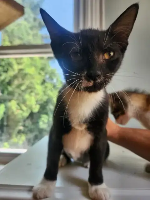 Boo