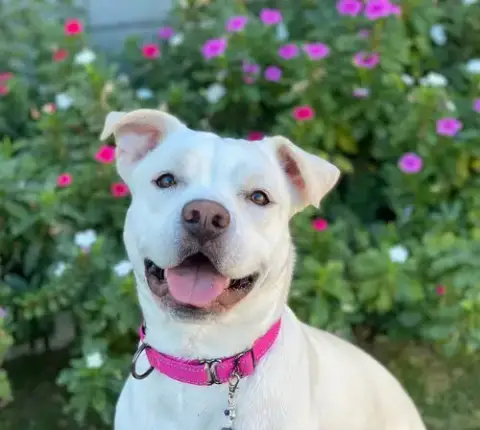 Gigi photo 4