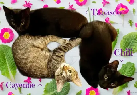 Tabasco *Kitten*