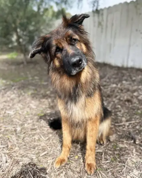 Mabel photo 2