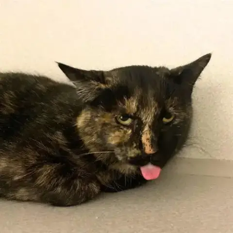 Tortilla
