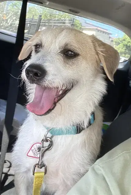 Pogo