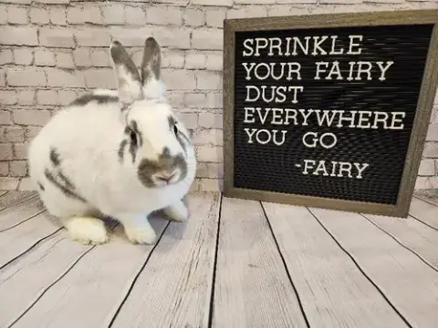 Fairy photo 3
