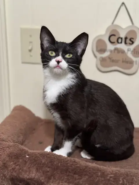 Penelope