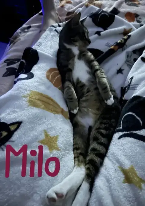 Milo "Nickel photo 2