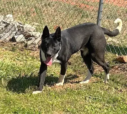 Ferdinand photo 2