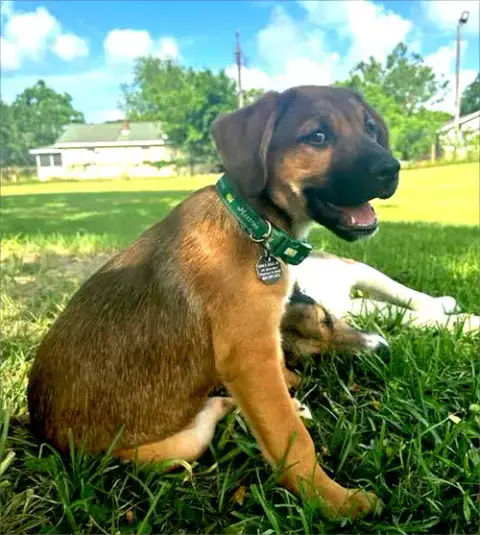 Bubba photo 5