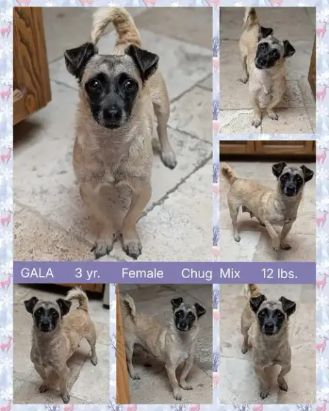 Gala