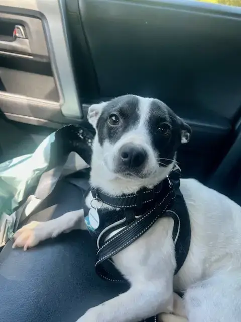 Bandit