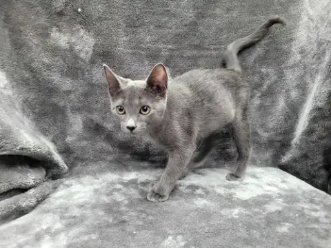 Alpha photo 4