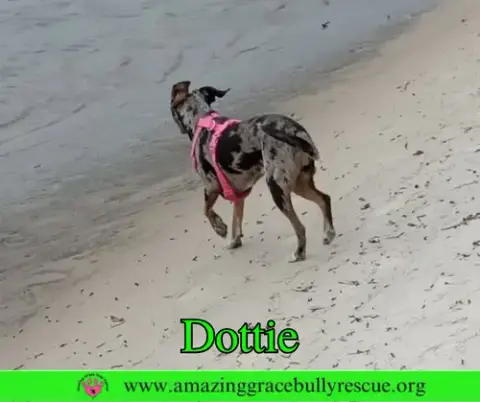 Dottie photo 2