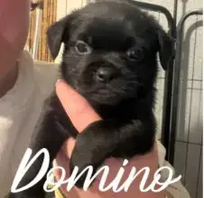 Domino photo 2