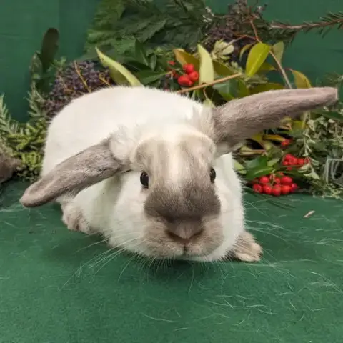 Simon