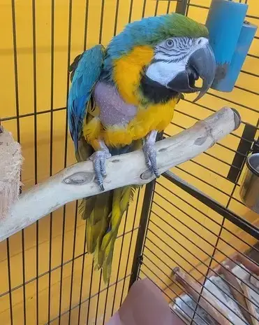 Indigo Birdie