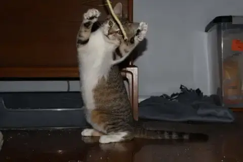 Pretzel
