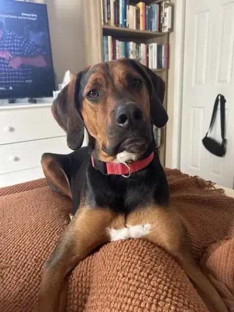 Harlan