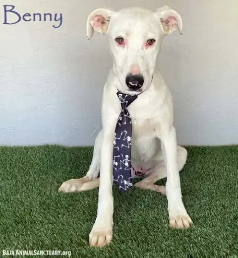 Benny