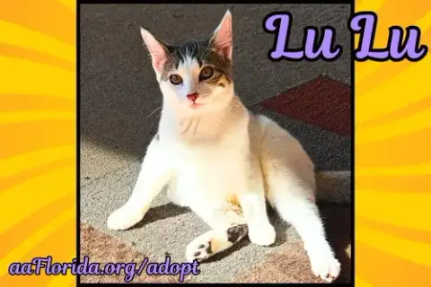 Lulu photo 2